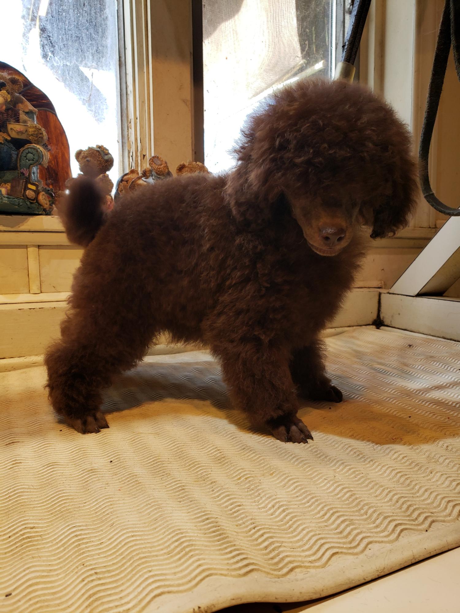 Toy Poodles For Sale