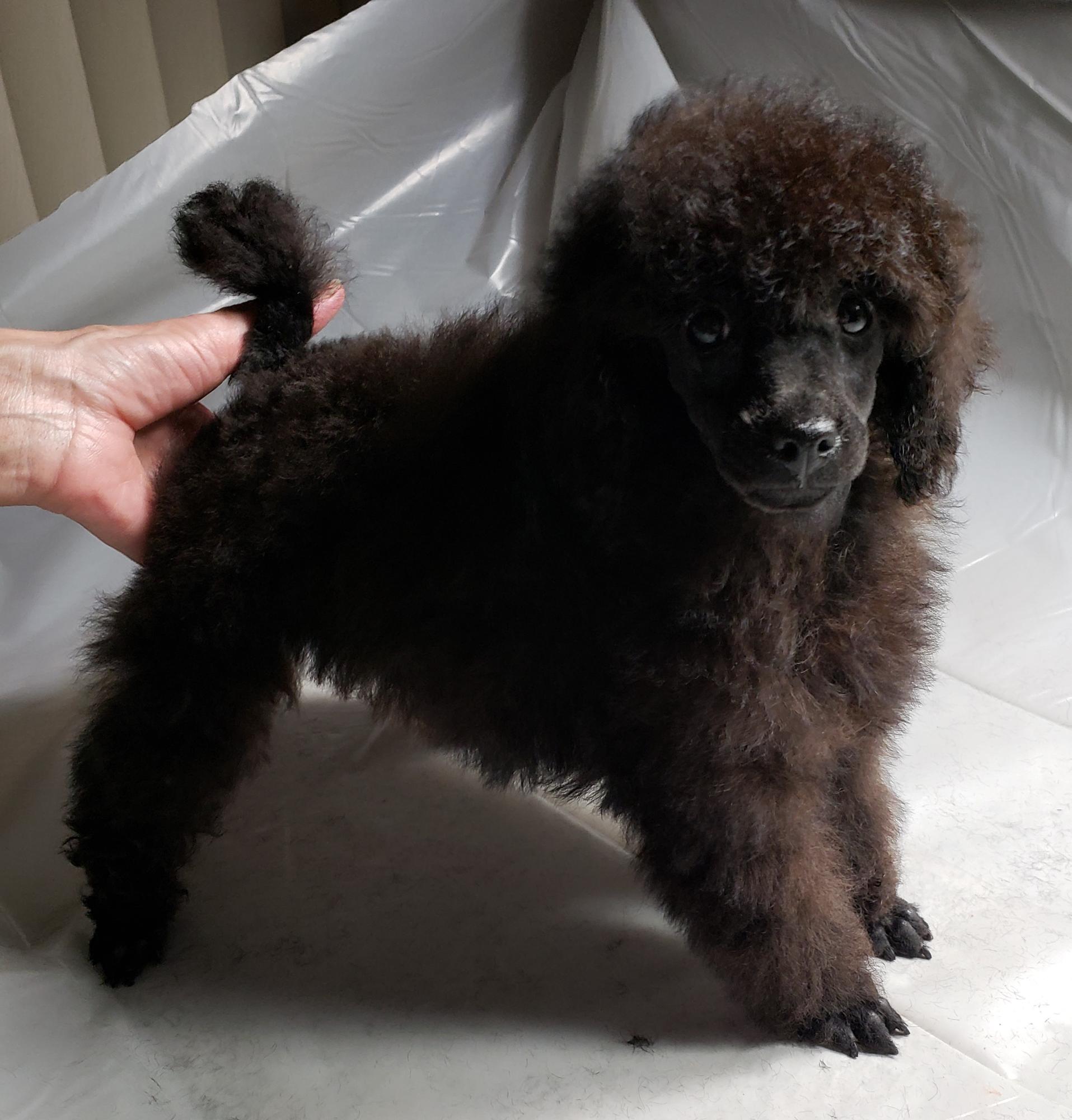 Toy Poodles For Sale